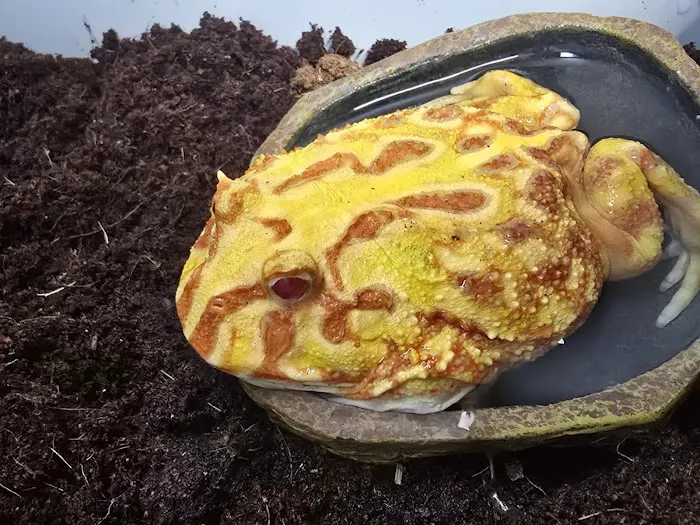 C.F. Exotics Picture 4