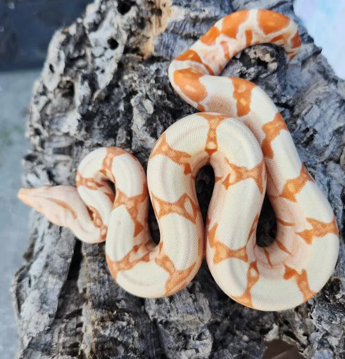 C.F. Exotics Picture 3