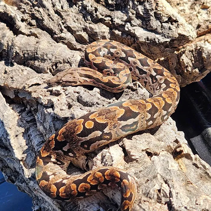 C.F. Exotics Picture 10