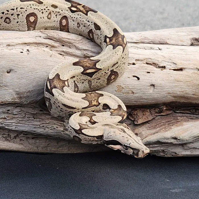 C.F. Exotics Picture 8