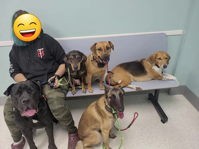 Willow Animal Hospital LLC Picture 7
