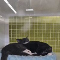 Petco ico
