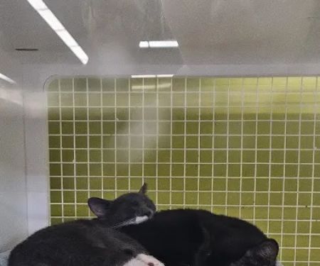 Petco