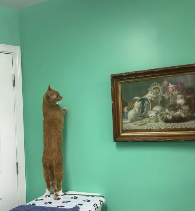 Clevengers Corner Veterinary Care Picture 8