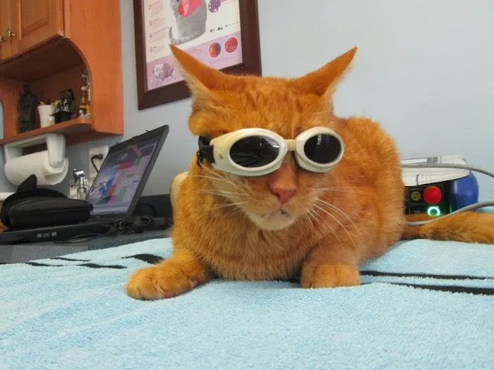 Clevengers Corner Veterinary Care Picture 9