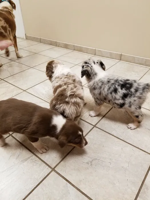 Clevengers Corner Veterinary Care Picture 1