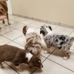Clevengers Corner Veterinary Care