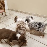 Clevengers Corner Veterinary Care ico