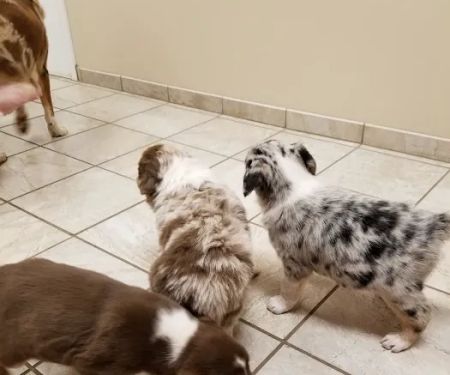 Clevengers Corner Veterinary Care
