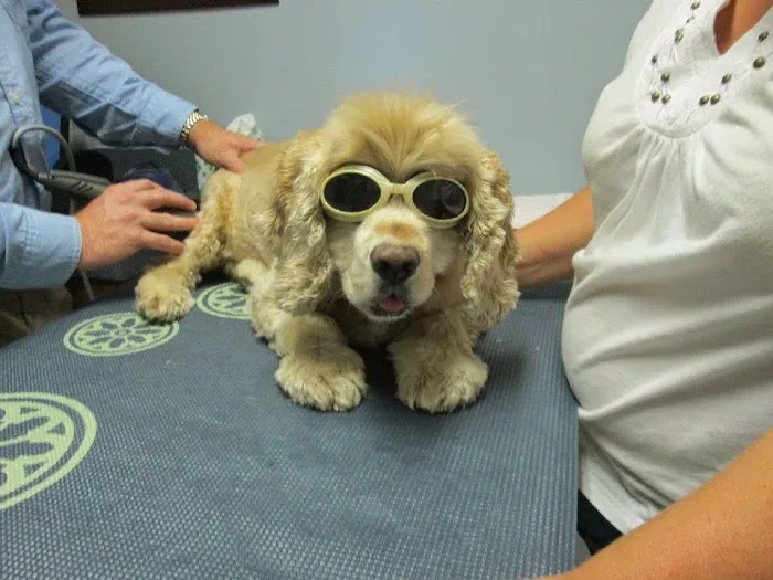 Clevengers Corner Veterinary Care Picture 10