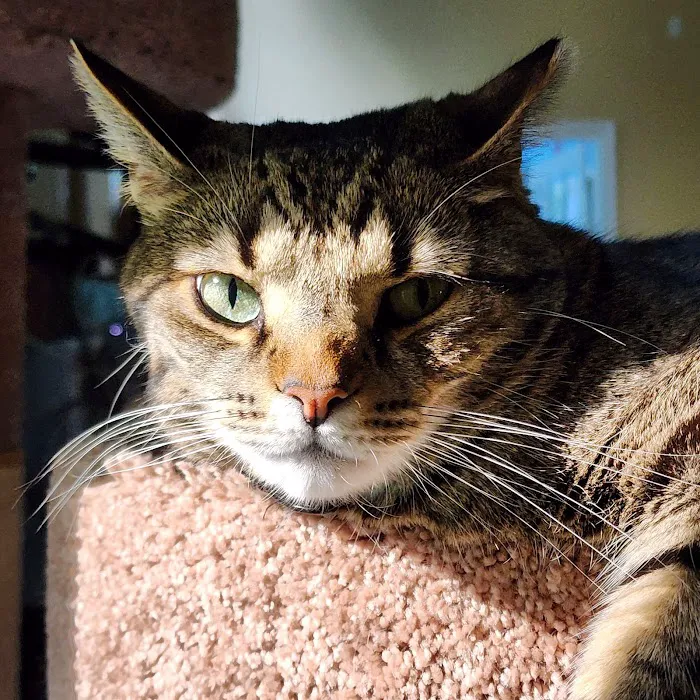 Companion Paws Mobile Vet Services Picture 4