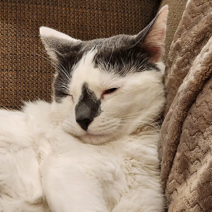 Companion Paws Mobile Vet Services Picture 1