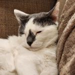 Companion Paws Mobile Vet Services
