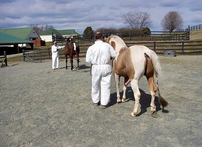 Equine Reproduction Concepts Picture 3