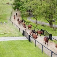 Equine Reproduction Concepts ico