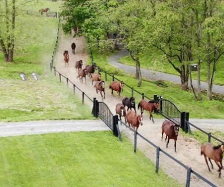 Equine Reproduction Concepts