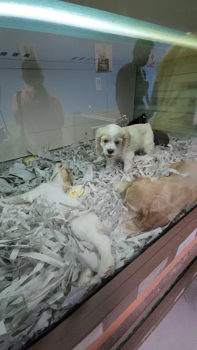 Blue Sky Puppies Orlando Picture 5