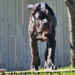 North Oatlands Animal Hospital