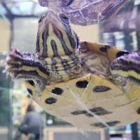 Petco ico