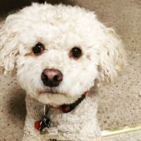 Stonewall Veterinary Clinic ico
