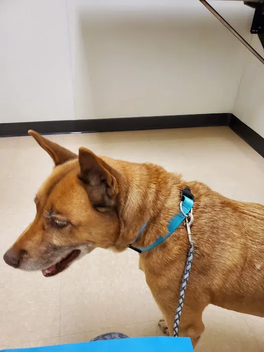 Stonewall Veterinary Clinic Picture 3