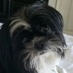 Banfield Pet Hospital