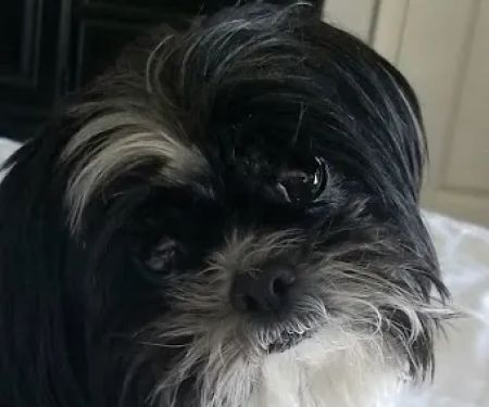 Banfield Pet Hospital