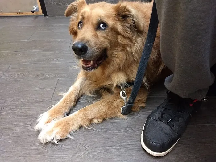 Banfield Pet Hospital Picture 7