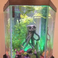 Crabbi Patti's Aquarium Shop ico
