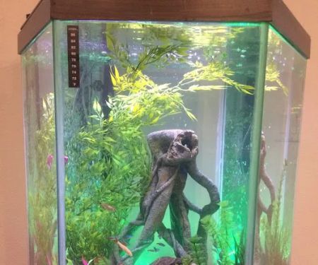 Crabbi Patti's Aquarium Shop