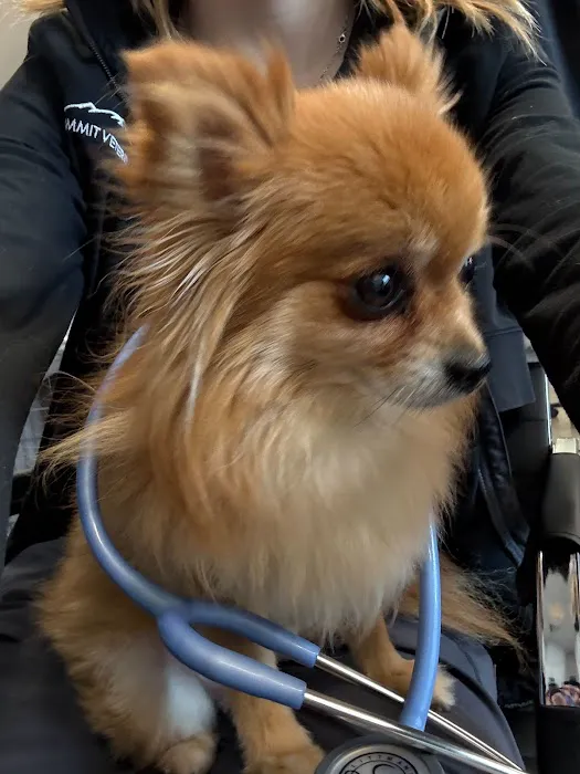 Summit Veterinary Care Picture 3