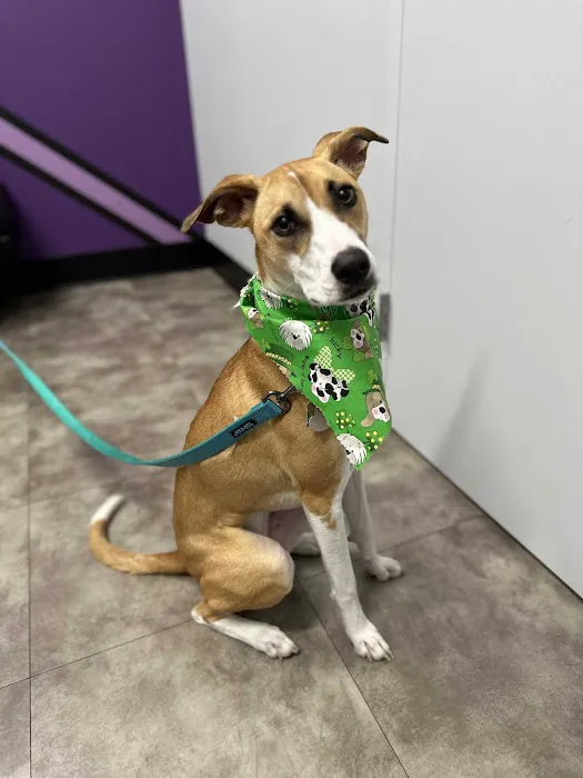 Summit Veterinary Care Picture 4