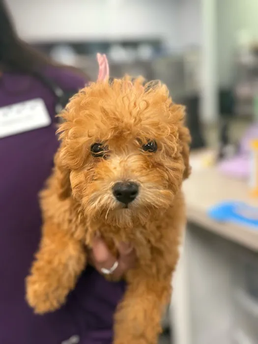 Summit Veterinary Care Picture 7