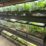 Giant Radioactive Turtle, Reptiles and More!