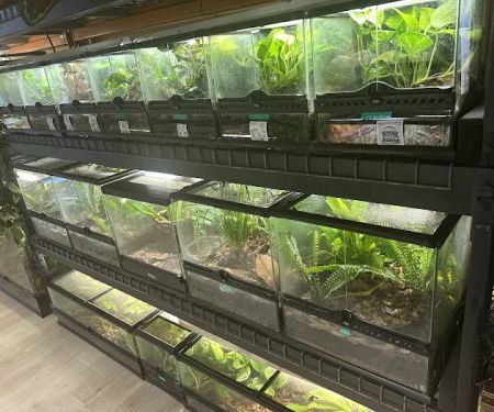 Giant Radioactive Turtle, Reptiles and More!
