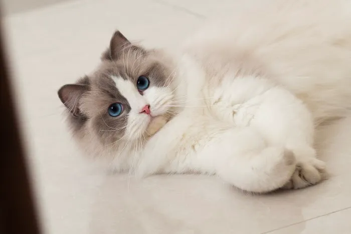 Ragdoll Cattery Picture 7