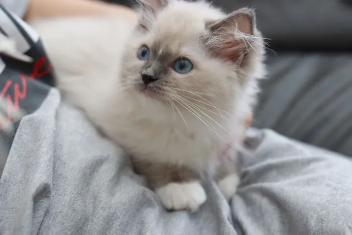 Ragdoll Cattery Picture 3