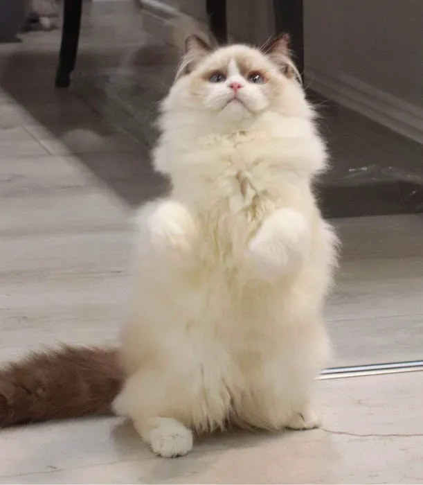Ragdoll Cattery Picture 8