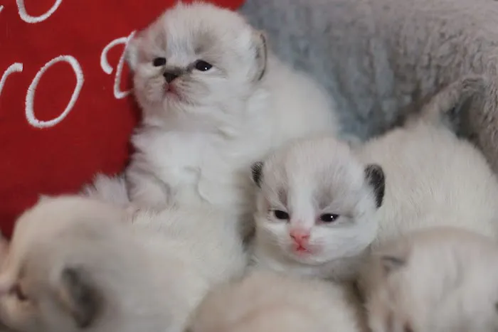 Ragdoll Cattery Picture 4