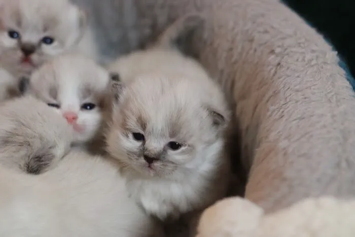 Ragdoll Cattery Picture 6