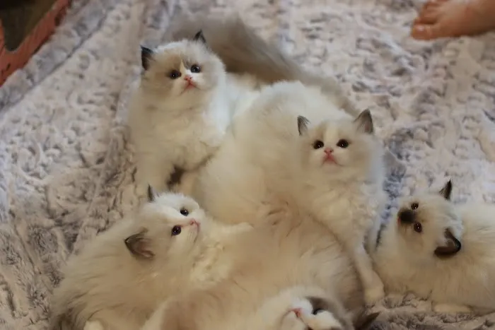 Ragdoll Cattery Picture 9