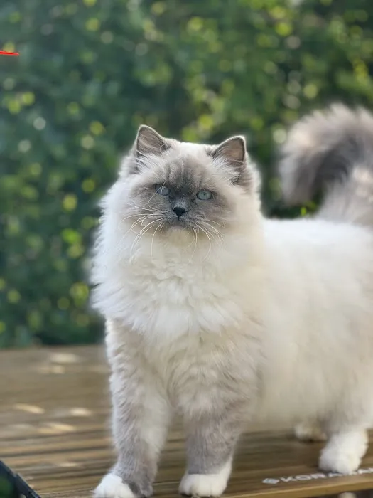 Ragdoll Cattery Picture 5