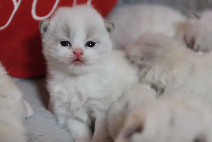 Ragdoll Cattery Picture 1
