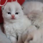 Ragdoll Cattery