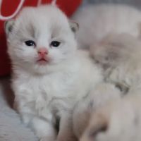 Ragdoll Cattery ico