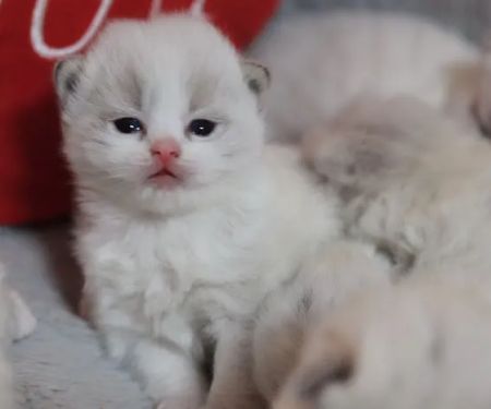 Ragdoll Cattery