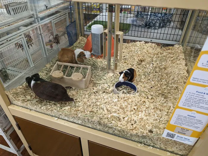 Pet Supermarket Picture 7