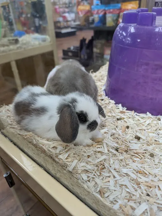 Pet Supermarket Picture 3