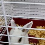 Pet Supermarket