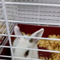 Pet Supermarket ico